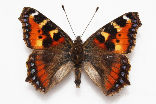 Aglais urticae (Small tortoiseshell aberration devon) Internet Image property of respective owner, non-commercial use only